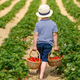 Image for article titled How U-Pick Farms Benefit Everyone